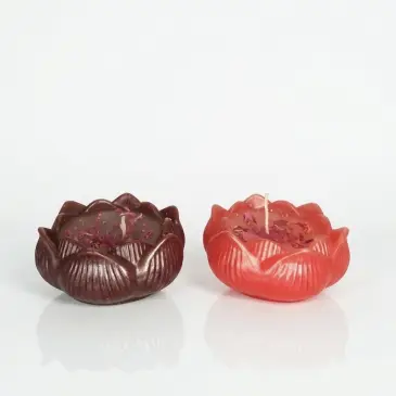 Flor de loto's photo #1