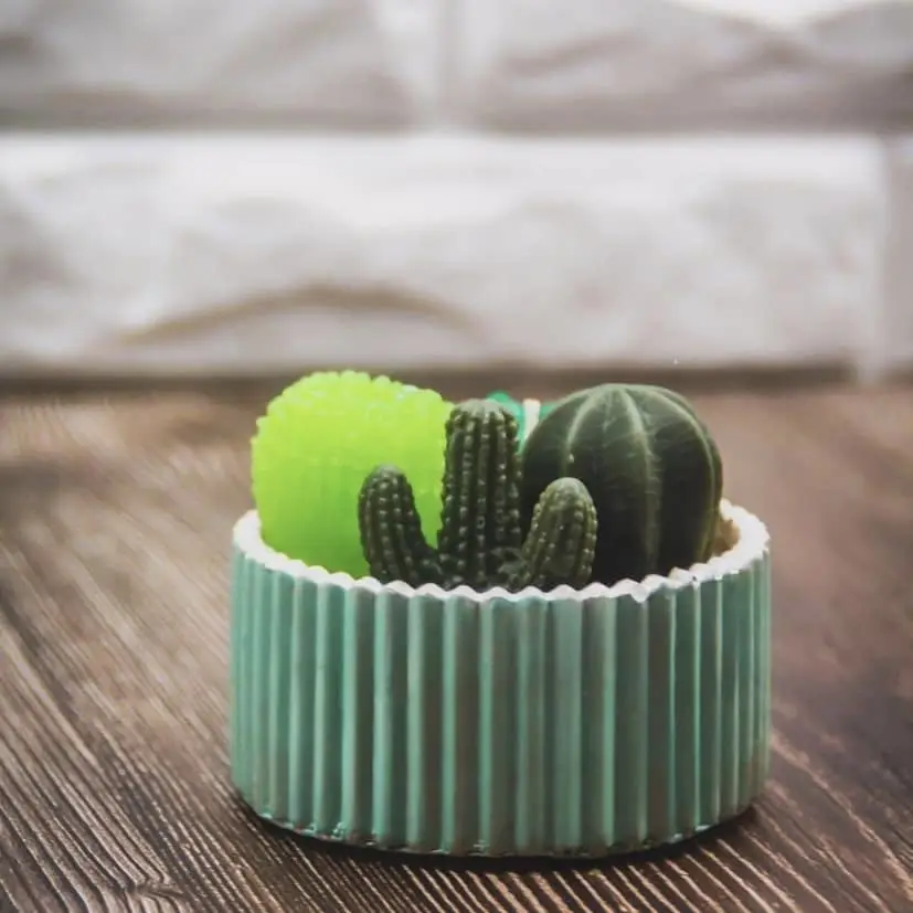 Cactus — imagen 1