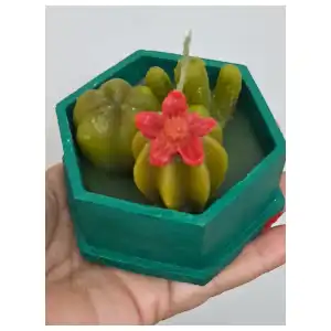 Cactus miniatura 4