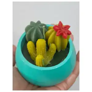 Cactus miniatura 2