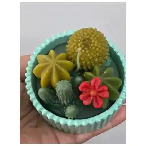 Cactus miniatura 3