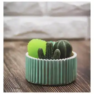 Cactus miniatura 1